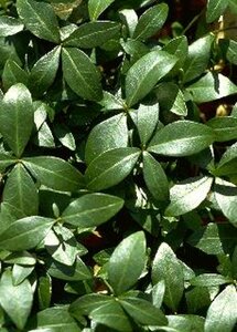 Vinca minor P9 - afbeelding 17