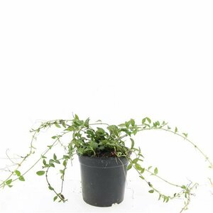 Vinca minor P9 - afbeelding 11