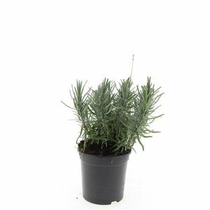 Lavandula angustifolia 'Munstead' C1.5 - afbeelding 21