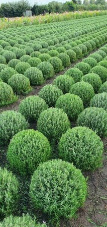 Lavandula angustifolia 'Munstead' C1.5 - afbeelding 15