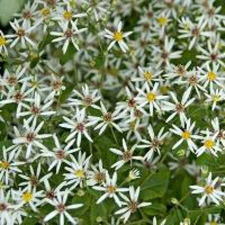 Aster divaricatus P9 - afbeelding 6
