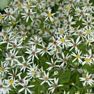 Aster divaricatus P9 - afbeelding 6