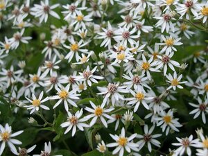 Aster divaricatus P9 - afbeelding 5