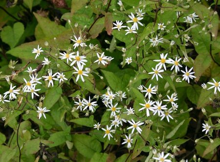 Aster divaricatus P9 - afbeelding 3