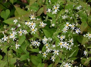Aster divaricatus P9 - afbeelding 3