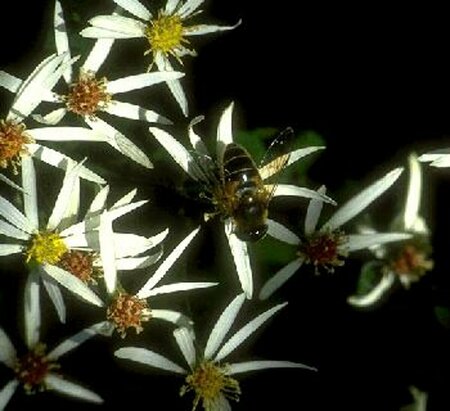 Aster divaricatus P9 - afbeelding 8