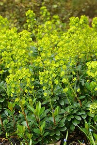 Euphorbia amygdaloides robbiae P9 - afbeelding 2