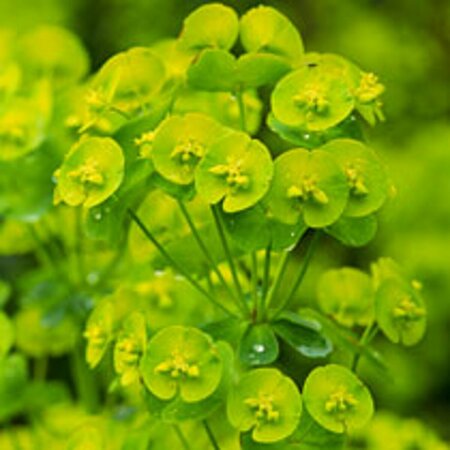 Euphorbia amygdaloides robbiae P9 - afbeelding 3