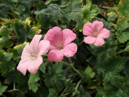 Geranium endressii 'Wargrave Pink' P9 - afbeelding 6