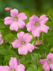 Geranium endressii 'Wargrave Pink' P9 - afbeelding 7