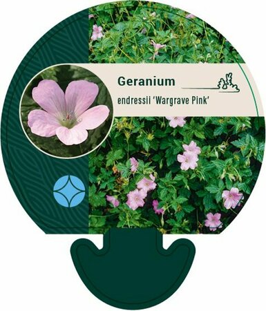 Geranium endressii 'Wargrave Pink' P9 - afbeelding 2