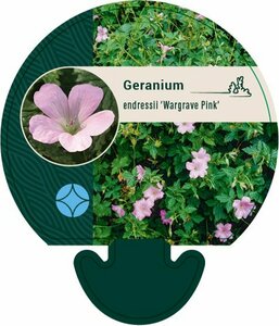 Geranium endressii 'Wargrave Pink' P9 - afbeelding 2