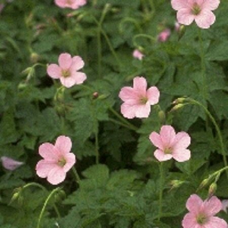 Geranium endressii 'Wargrave Pink' P9 - afbeelding 8