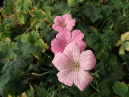 Geranium endressii 'Wargrave Pink' P9 - afbeelding 9