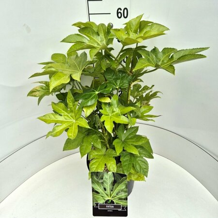 Fatsia japonica 100/125 C. - afbeelding 4