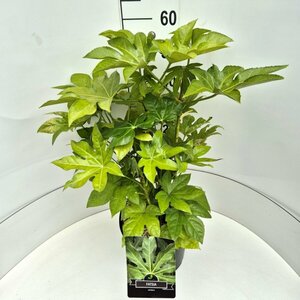 Fatsia japonica 100/125 C. - afbeelding 4