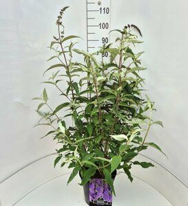 Buddleja davidii 'Ile de France' C7.5 - afbeelding 5
