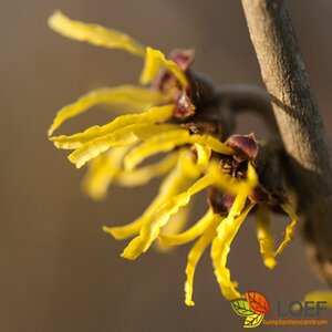 Hamamelis intermedia 'Arnold Promise' 80/100 KL. - afbeelding 3