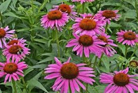 Echinacea purpurea 'Fatal Attraction' P9 - afbeelding 3