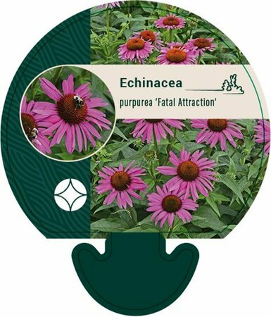 Echinacea purpurea 'Fatal Attraction' P9 - afbeelding 2