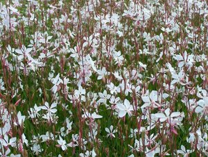Gaura lindheimeri 'Whirling Butterflies' P9 - afbeelding 2