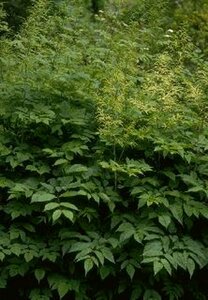 Aruncus dioicus P9 - afbeelding 1
