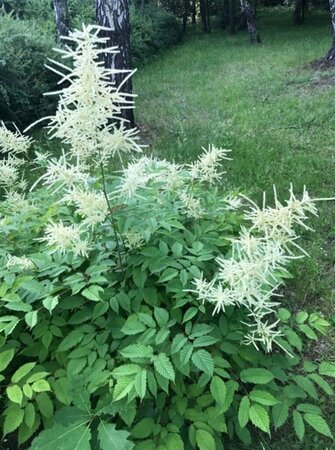 Aruncus dioicus P9 - afbeelding 4