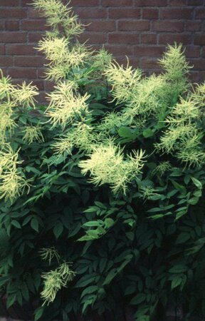 Aruncus dioicus P9 - afbeelding 9