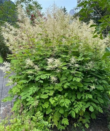 Aruncus dioicus P9 - afbeelding 3