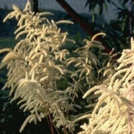 Aruncus dioicus P9 - afbeelding 6