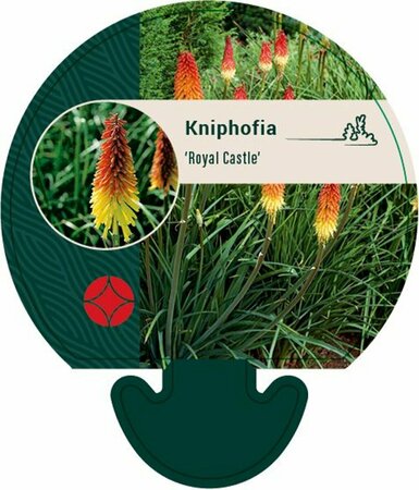 Kniphofia 'Royal Castle' P9 - afbeelding 6