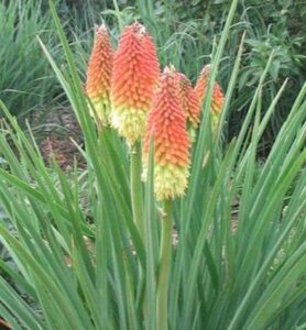 Kniphofia 'Royal Castle' P9 - afbeelding 4