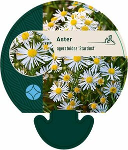 Aster ageratoides 'Stardust' P9 - afbeelding 6