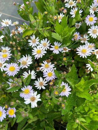 Aster ageratoides 'Stardust' P9 - afbeelding 1
