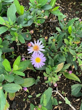 Aster ageratoides 'Stardust' P9 - afbeelding 3