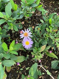 Aster ageratoides 'Stardust' P9 - afbeelding 3