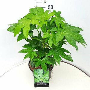 Fatsia japonica C5 - afbeelding 5