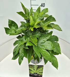 Fatsia japonica C5 - afbeelding 7