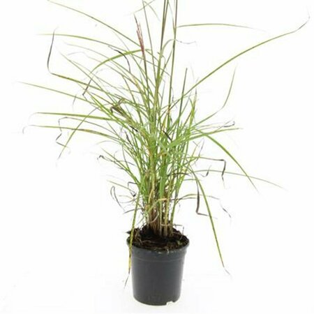 Miscanthus sinensis 'Kleine Silbersp.' P9 - afbeelding 5