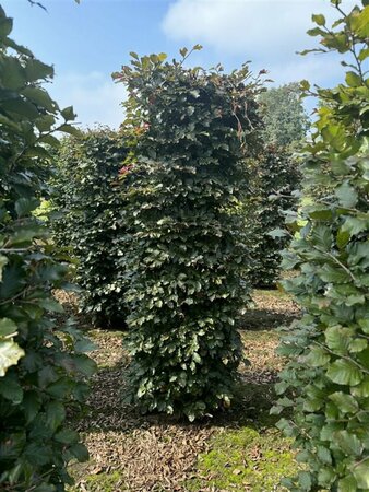 Fagus sylvatica 'Atropunicea' 60/80 W. - afbeelding 2
