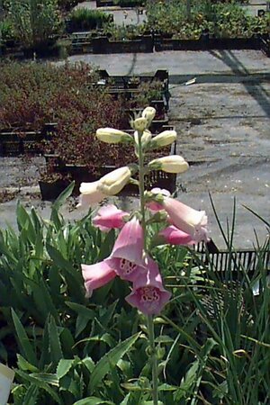 Digitalis purpurea P9 - afbeelding 1
