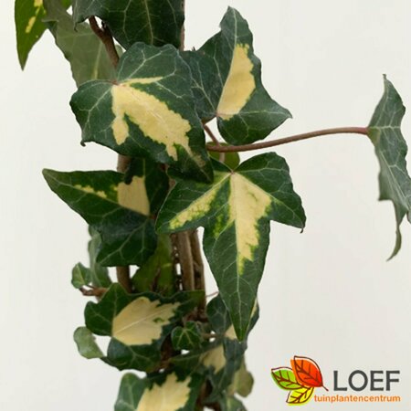 Hedera helix 'Goldheart' 80/100 C.