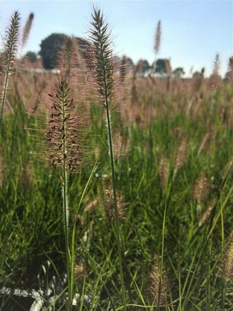 Pennisetum alopecuroides 'Hameln' C1.5 - afbeelding 8