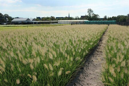 Pennisetum alopecuroides 'Hameln' C1.5 - afbeelding 7