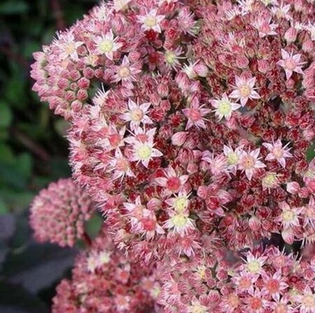 Sedum 'Matrona' P9 - afbeelding 2