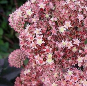 Sedum 'Matrona' P9 - afbeelding 2