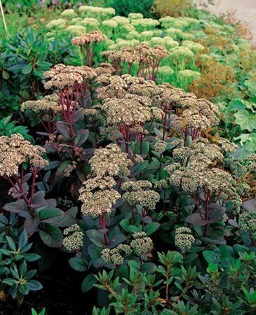 Sedum 'Matrona' P9 - afbeelding 3