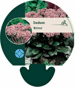 Sedum 'Matrona' P9 - afbeelding 6