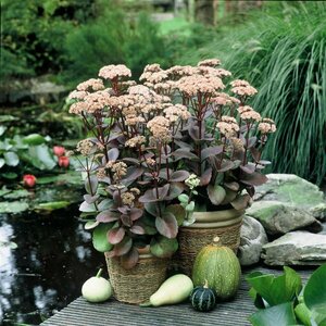 Sedum 'Matrona' P9 - afbeelding 1