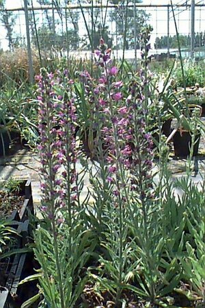 Echium vulgare P9 - afbeelding 1